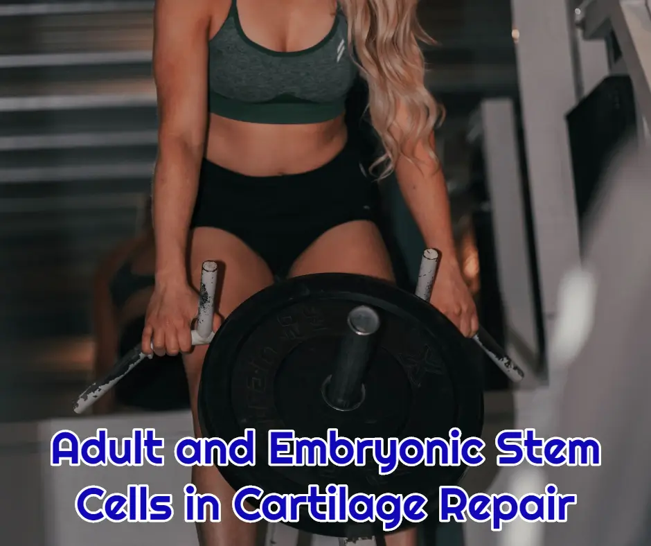 Adult and Embryonic Stem Cells in Cartilage Repair