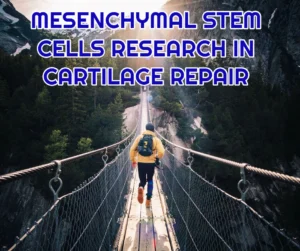 MESENCHYMAL STEM CELLS RESEARCH IN CARTILAGE REPAIR