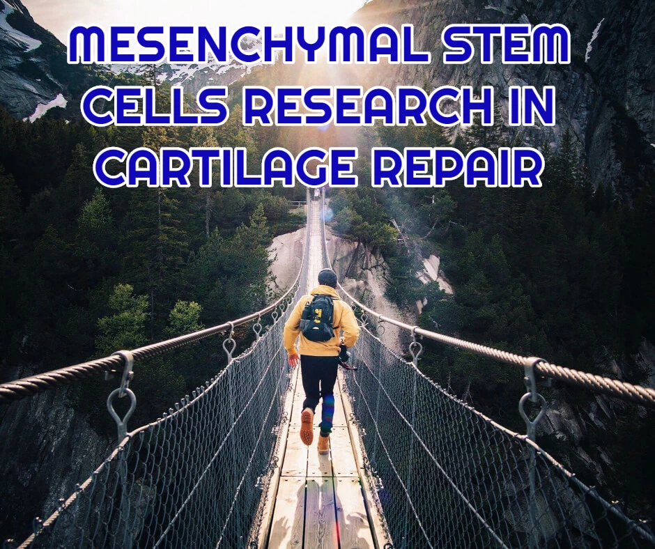 MESENCHYMAL STEM CELLS RESEARCH IN CARTILAGE REPAIR