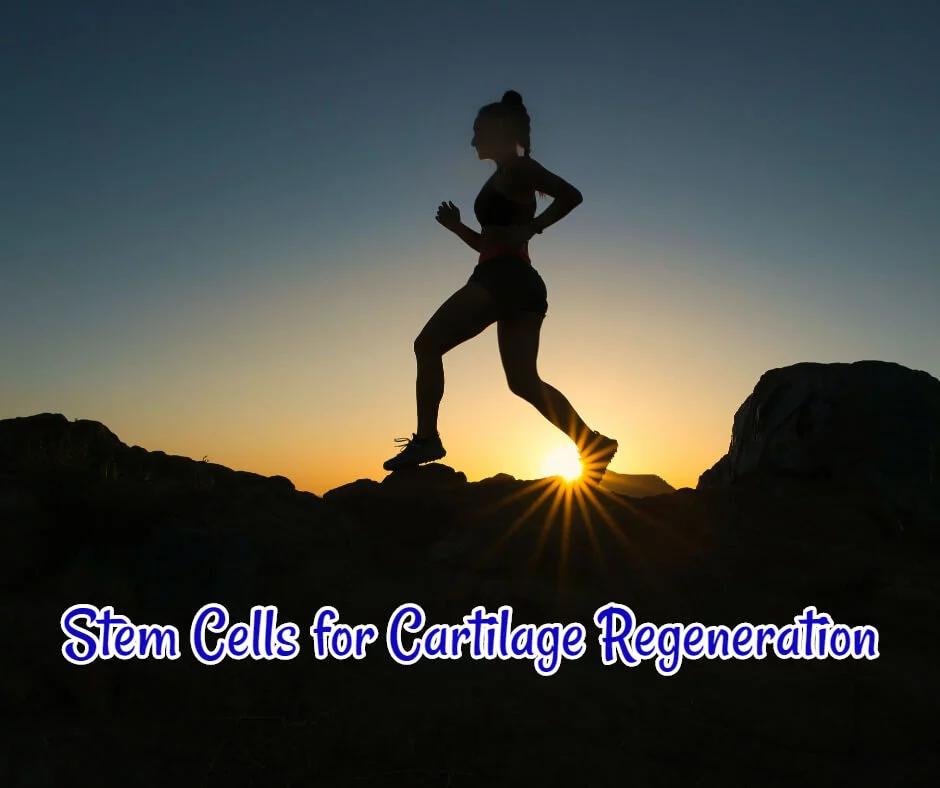 adipose-derived-Stem-Cells-for-Cartilage-Regeneration